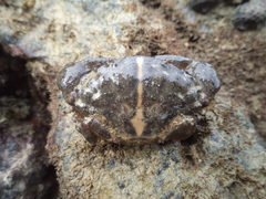 Leptodius affinis
