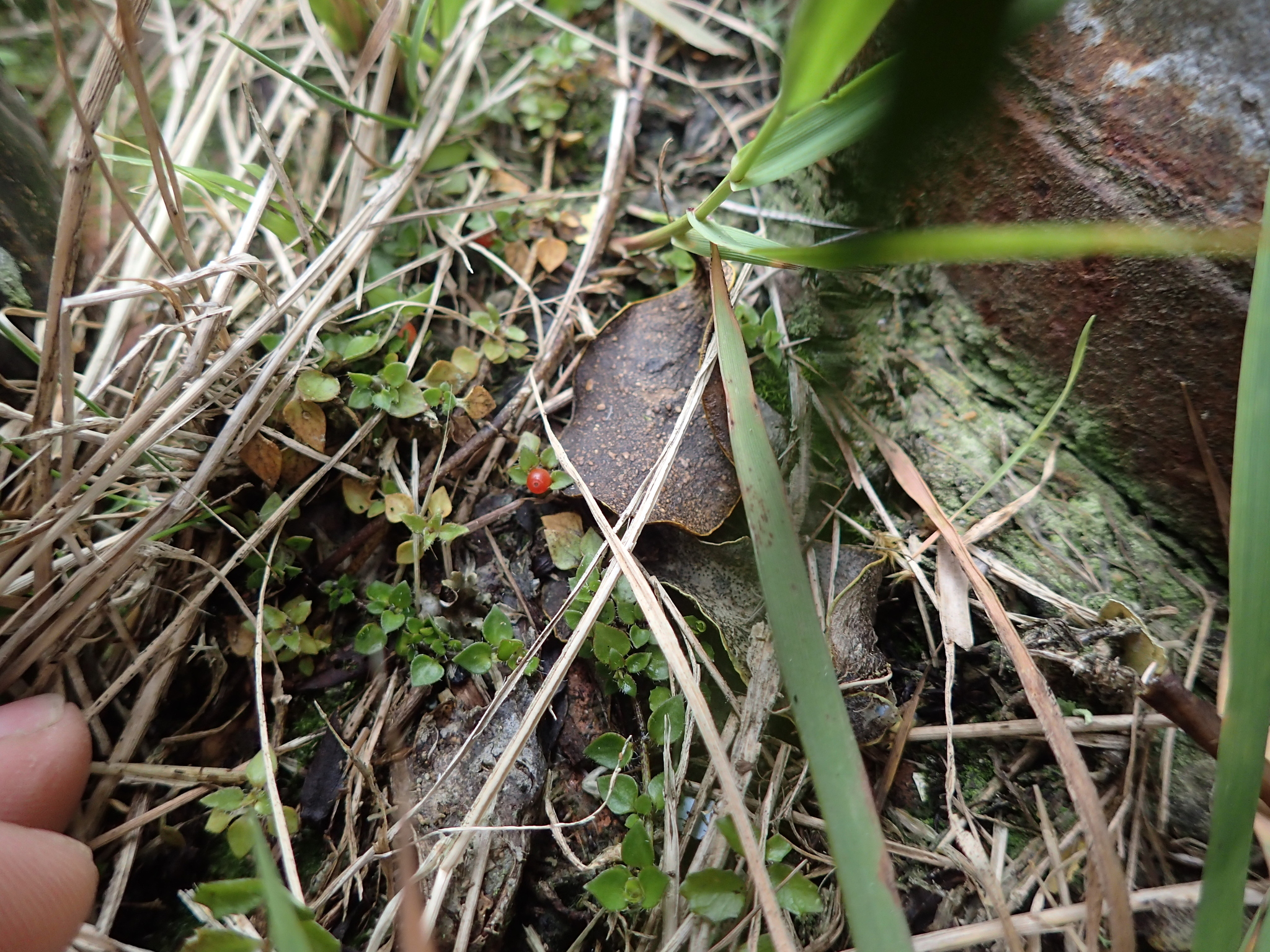 Nertera ciliata