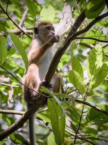 Toque Macaque