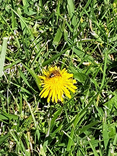 Western Honey Bee