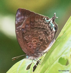Arhopala centaurus nakula
