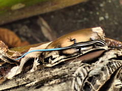 Emoia caeruleocauda