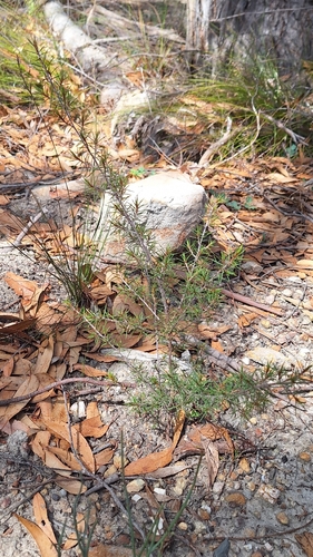 Pultenaea acerosa, photograph 4