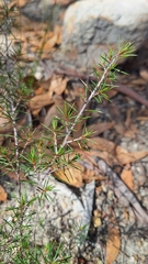 Pultenaea acerosa, photograph author not stated, no rights reserved