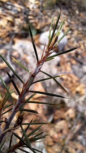 Pultenaea acerosa, photograph 6