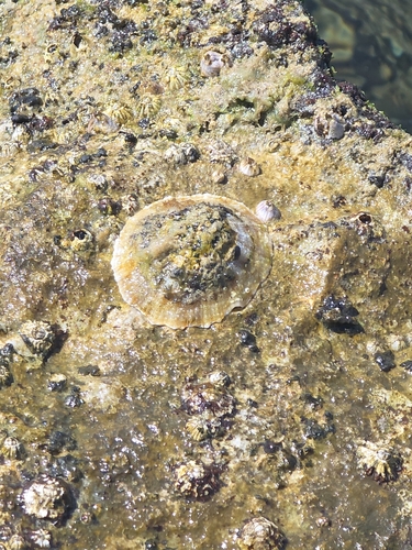 Patella caerulea