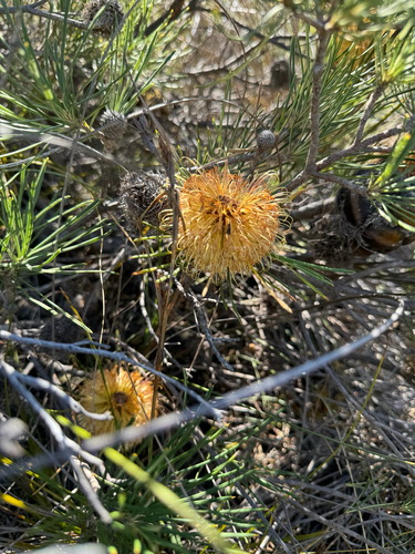 round-fruit banksia (Banksia sphaerocarpa)