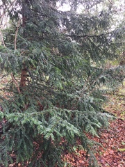 Taxus baccata