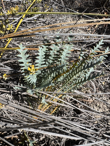 Dwarf Dryandra (Banksia nana)