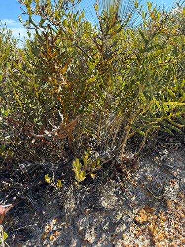 fishbone banksia (Banksia chamaephyton)