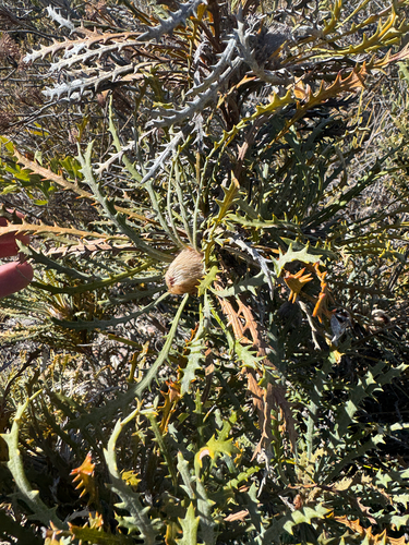 Summer Dryandra (Banksia vestita)