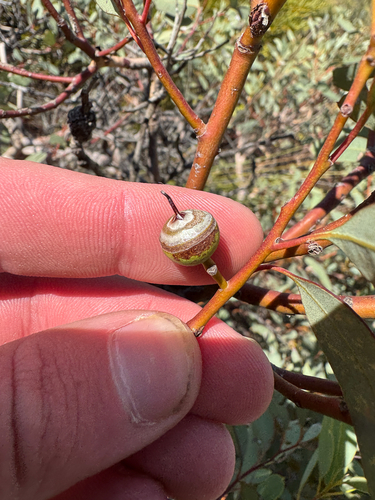 Drummond's Gum (Eucalyptus drummondii)