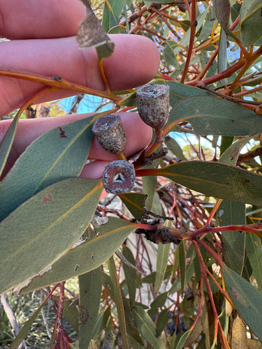 northern sandplain mallee (Eucalyptus gittinsii)