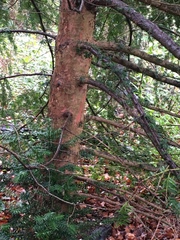 Taxus baccata