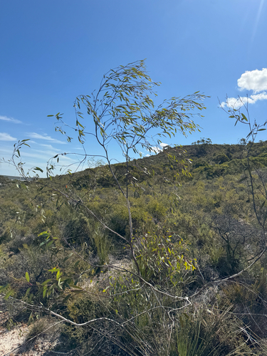 badgingarra mallee (Eucalyptus pendens)