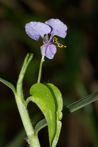 Commelina diffusa