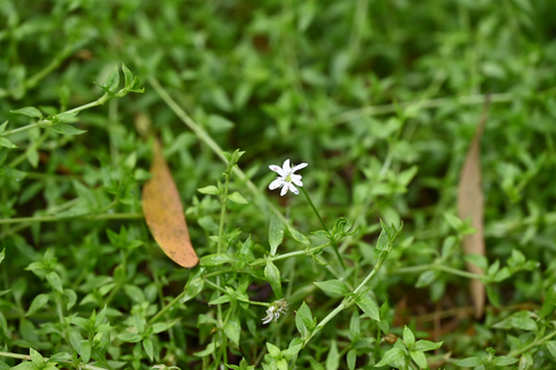 Stellaria flaccida, photograph 3