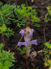 Orobanche coerulescens