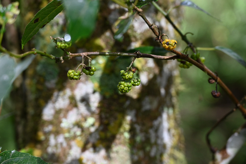 Hedycarya angustifolia, photograph 4
