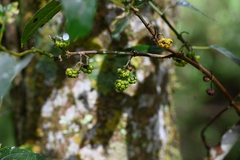 Hedycarya angustifolia, photograph (c) Bryce Watts-Parker, some rights reserved (CC BY)