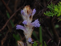 Orobanche coerulescens