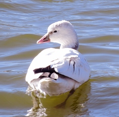 Anser caerulescens × rossii