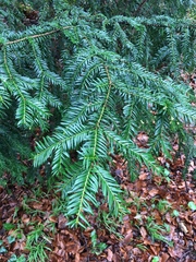 Taxus baccata