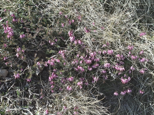 Winter Heath (Erica carnea)