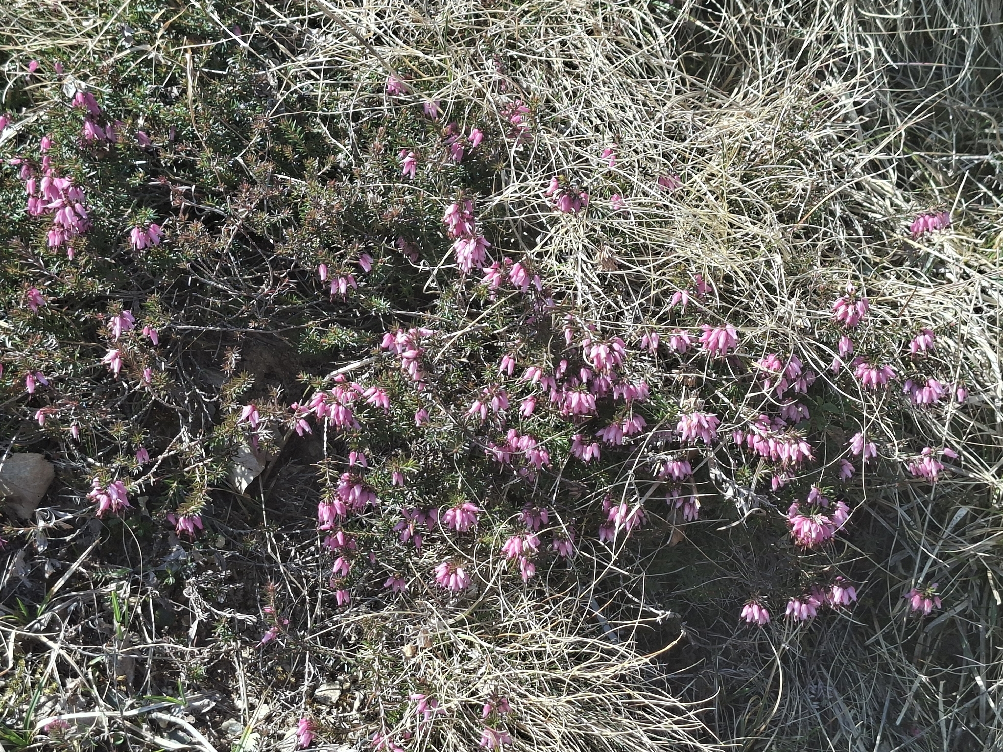 Winter Heath (Erica carnea)