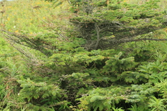 Picea jezoensis jezoensis