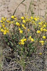 Potentilla arenosa