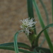 Carex pumila - Photo no hay derechos reservados, subido por 葉子