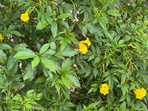 yellow trumpet flower