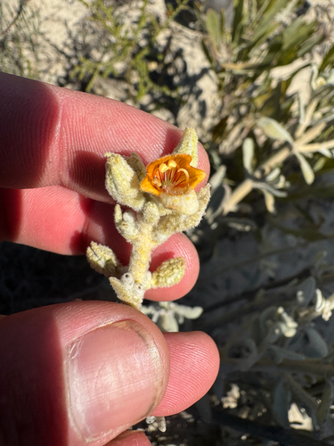 golden bush (Quoya verbascina)