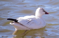 Anser caerulescens × rossii