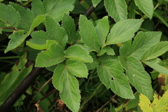 Angelica gmelinii
