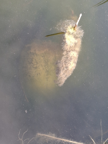 Emys orbicularis