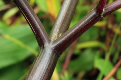 Angelica gmelinii