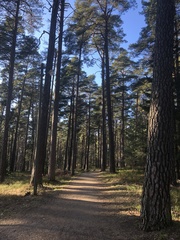 Pinus sylvestris