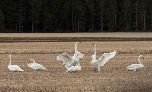 Whooper Swan