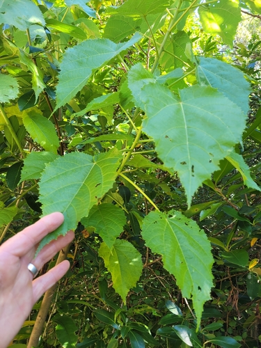 Whau (Entelea arborescens)