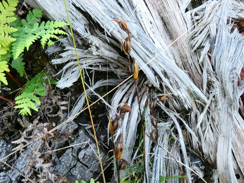 Orthoceras strictum, 2026-04-03