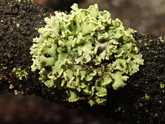 Physcia dubia