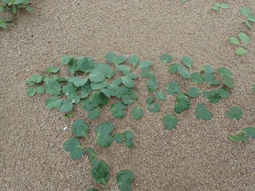 Image of Creeping Beach Ixeris (Ixeris repens) by no rights reserved