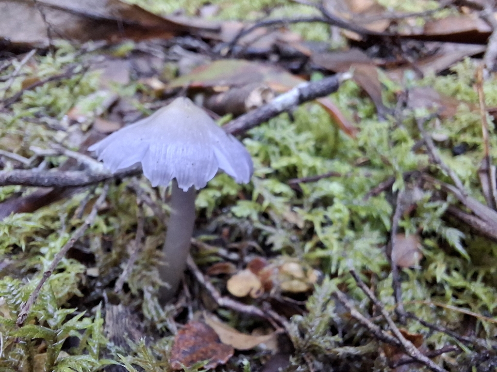 Porpolomopsis lewelliniae