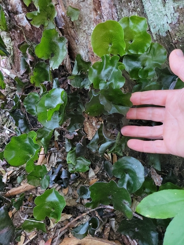 kidney fern (Hymenophyllum nephrophyllum)