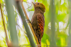 Pale-Headed Woodpecker photo 1