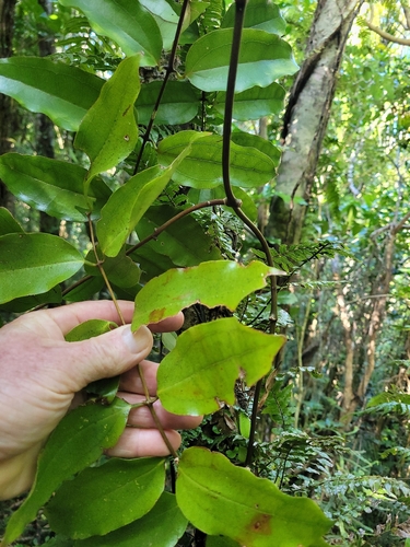 Supplejack (Ripogonum scandens)