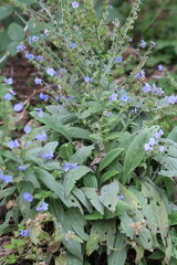 Cynoglossum amabile