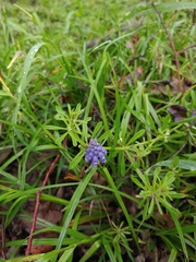 Muscari botryoides